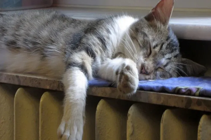 Qışda evin istilik xərclərini  necə azaltmaq  olar? - Ən effektiv ÜSULLAR