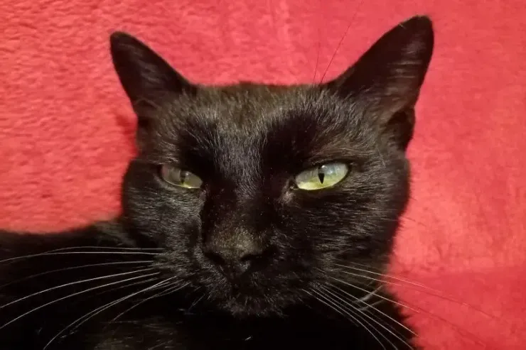 İnanılmazdır,  amma faktdır: qara pişikləri  hansı xalq uğurun simvolu  hesab edir?