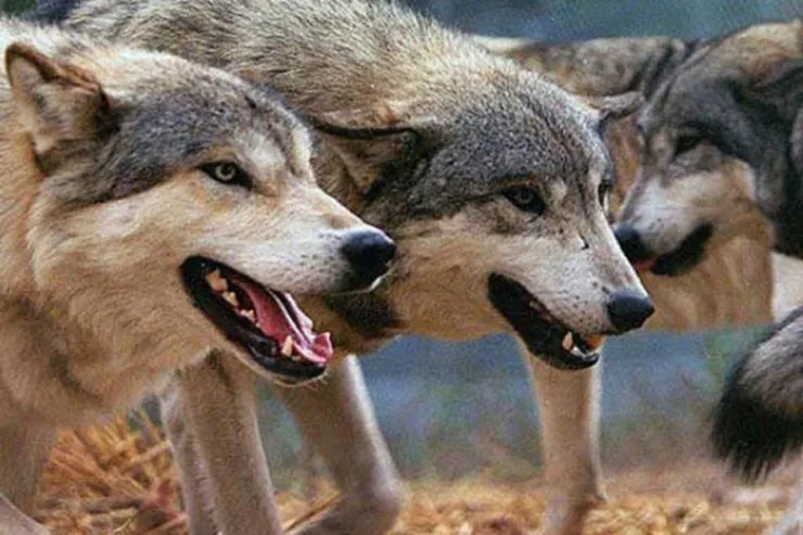 Kürdəmirdə canavarlar  sürü halında gəzir - 10 baş qoyun tələf oldu -VİDEO 