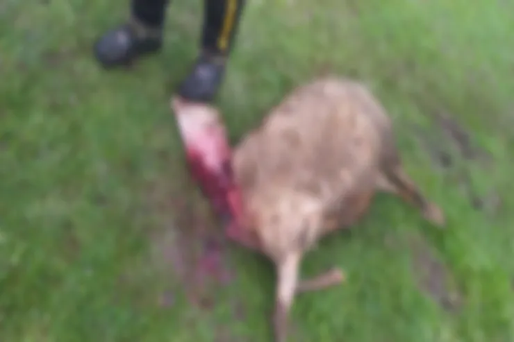 Cəlilabadın iki kəndində canavarlar  hücüm etdi, qoyunlar tələf oldu