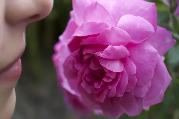 Ətirlərin insanlara  təsiri - qoxular nəyə qadirdir? 