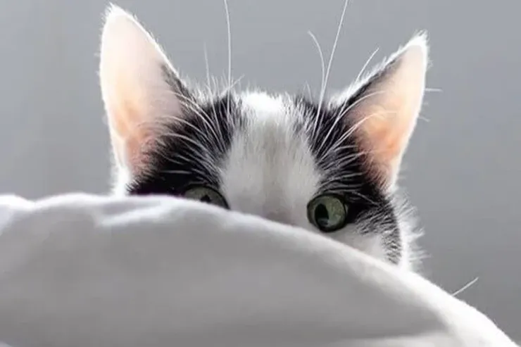 Pişiyinizə qətiyyən bunları verməyin 