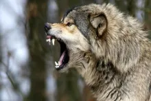 Şəkidə canavar kəndə hücum edib  5 nəfəri yaraladı 