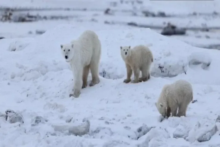 Bu, nadir hallarda  baş verir: ağ ayı başqasının balasını "övladlığa götürdü" 
