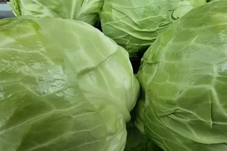 Kələmi spesifik qoxu  olmadan necə bişirmək olar? 