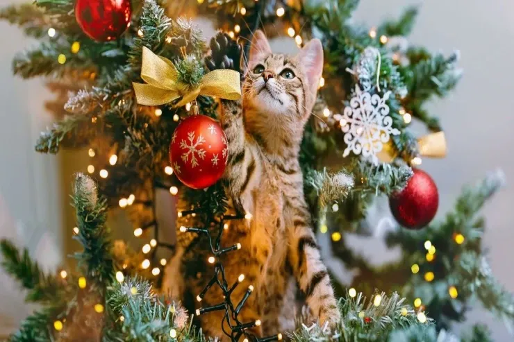 Şam ağacı planet üçün ən zərərlidir? 