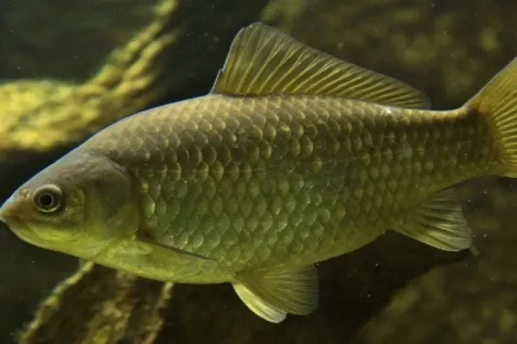 Sazan balığı sümüksüz olacaq