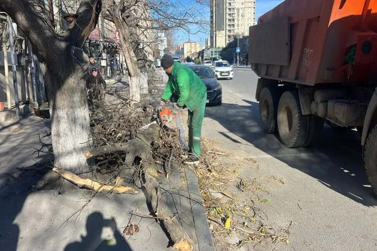 Güclü külək Bakda ağacları sındırdı