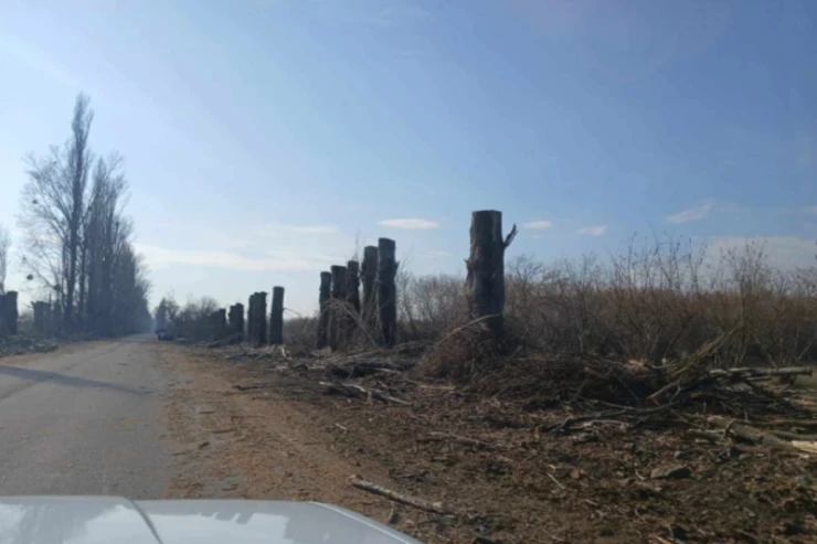 Zaqatalada yol kənarında ağaclar niyə kəsilir? - AÇIQLAMA 