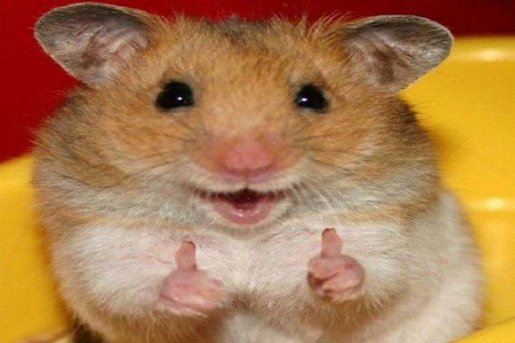 Hamsterlərin  xüsusiyyətləri