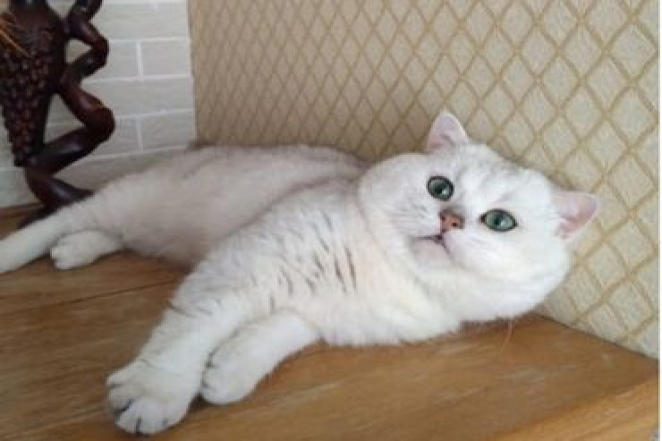 Scottish Fold pişikləri üçün effektiv məşq hərəkətləri 