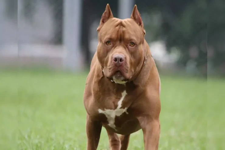 Pitbull azyaşlı qızı ad günündə parçaladı