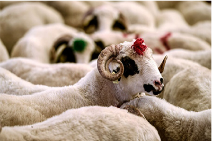 Qurbanlıq alarkən diqqətli olun: Ölümcül xəstəlik riski
