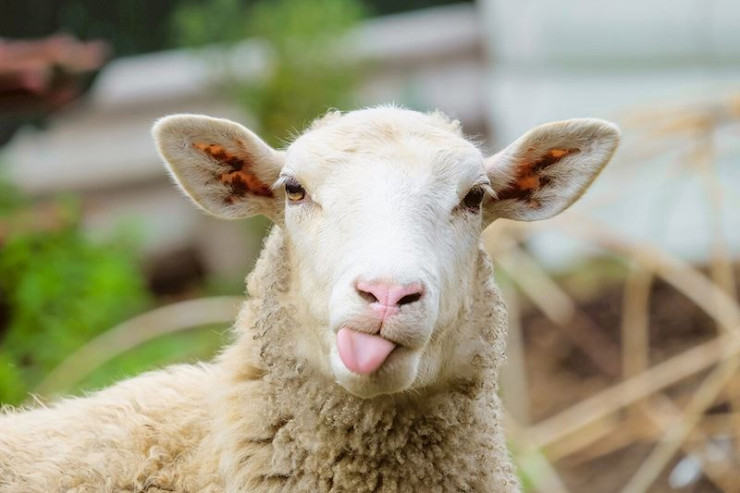 Qurbanlıq qoyunu çiyninə alıb oynadı - Azərbaycanda