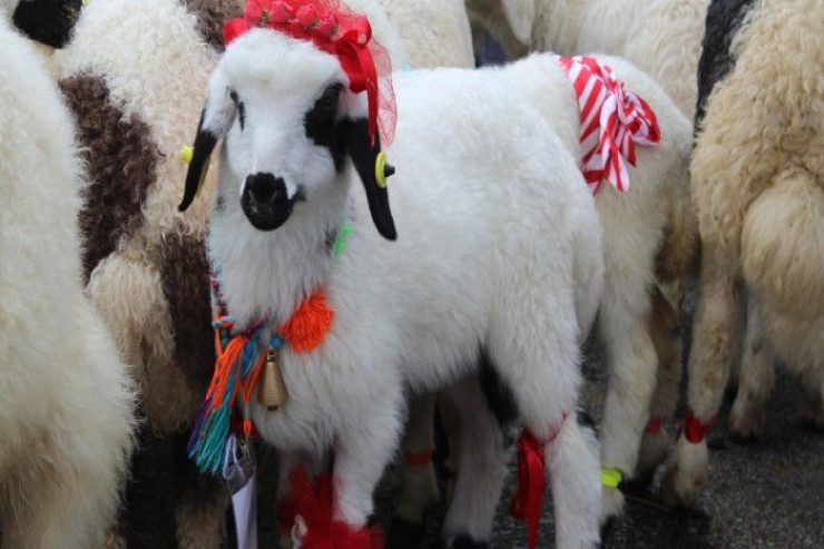 Qurban bayramında 14 mindən çox adam yaralandı