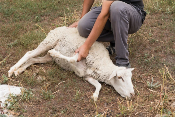 Qurban kəsərkən infarkt keçirən polis zabiti öldü