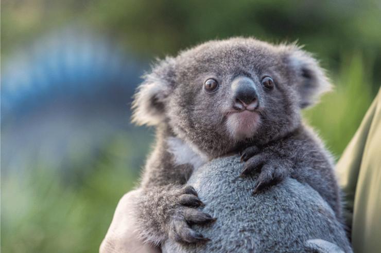 Koala niyə 20 saat yatır? 