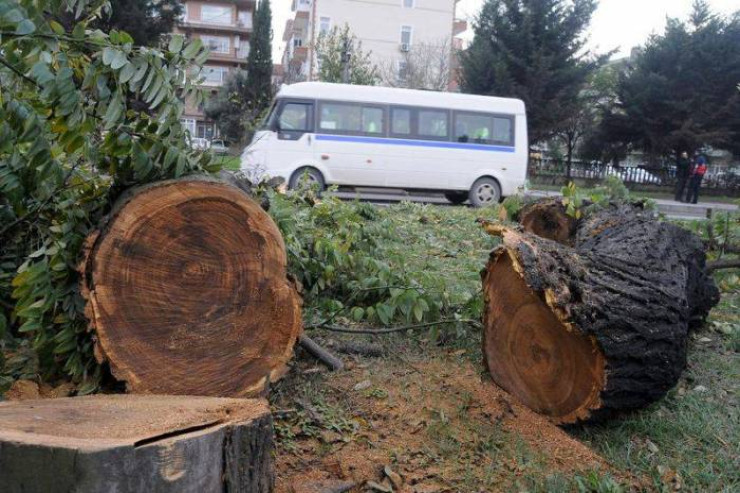 Bakıda qanunsuz ağac kəsənlərə  cinayət işi açıldı