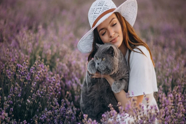 Niyə lavanda pişiklər üçün ölümcül təhlükəlidir - SƏBƏB 