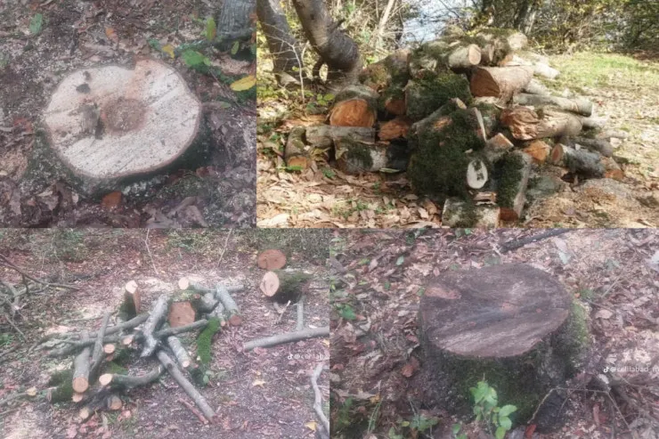 Cəlilabadda meşələri qıranlarla  bağlı araşdırma başlanıldı