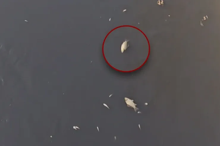 Bakıda kanalda balıqlar tələf oldu - VİDEO 