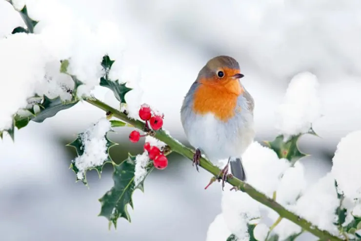 Sabah bu rayonlara qar yağacaq  - PROQNOZ