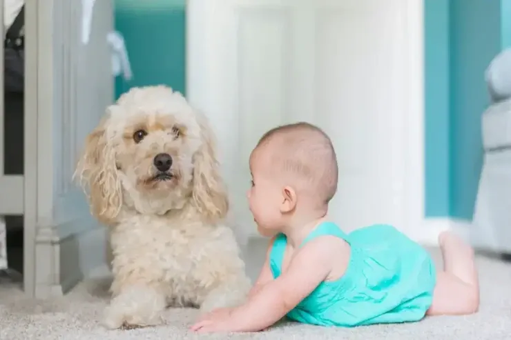 Uşaqları dişləyən 3 it cinsi 