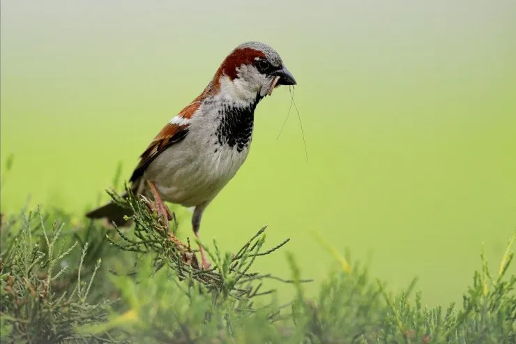 Sərçələrin sayı  sürətlə azalır - SƏBƏBLƏRİ 