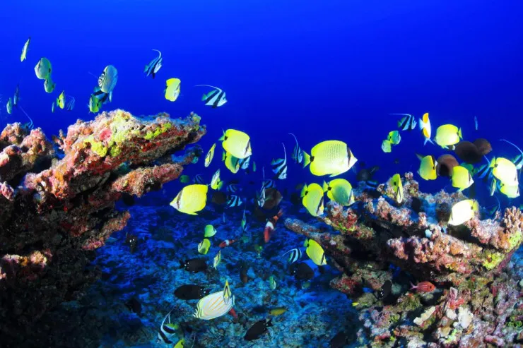 Dünyanın ən zəhərli  6 balığı