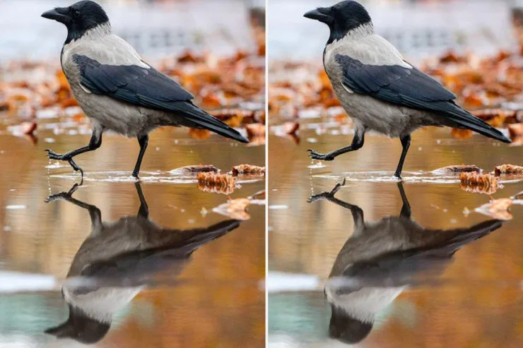 12 saniyədə 3 fərqi tapın:  Təəccüblü, amma sadə TEST 
