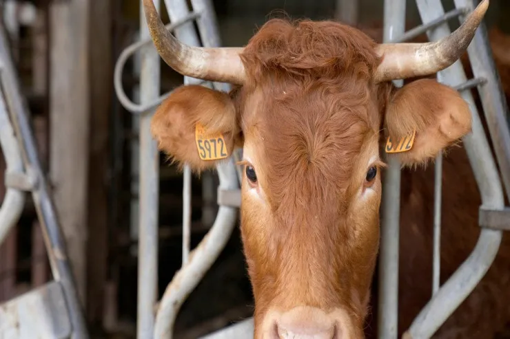 70 yaşlı kişi inəyin puluna  görə ər-arvadı qətlə yetirdi 