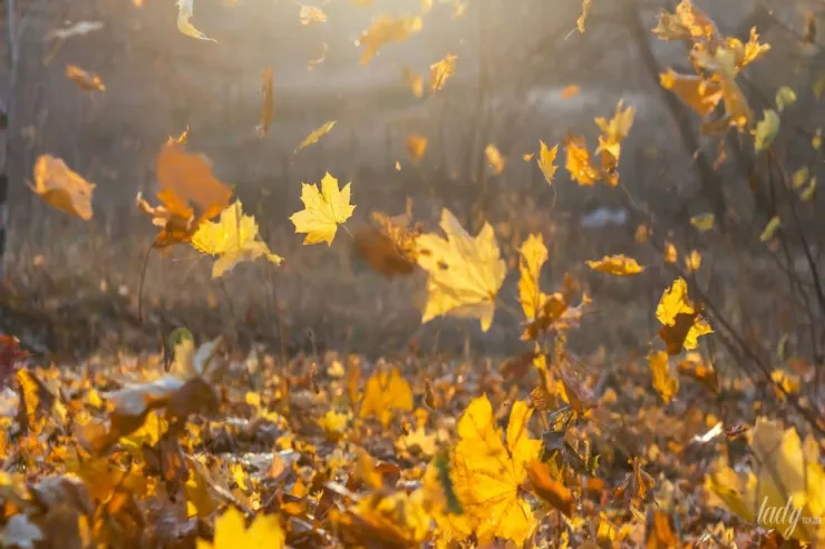 Tökülən yarpaqları 3  yerdə saxlayın