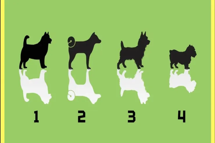 Psixoloji TEST:  İnsanlar sizi necə görürlər? 