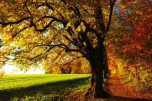 Payızda belə hava  görməmisiniz - Sabahın PROQNOZU 