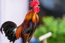 Xoruzlar səhər niyə banlayır?  - Bunun Günəşlə nə əlaqəsi  var?