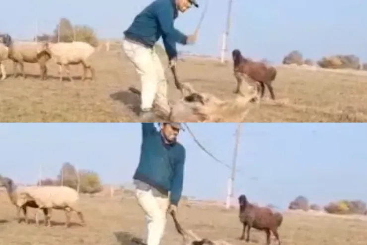 Samuxda qoyunu vəhşicəsinə döyən  saxlanıldı