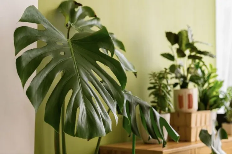 Kişiləri evdən uzaqlaşdıran  bitkilər: Onlar yataq otağına  qoyulmamalıdır