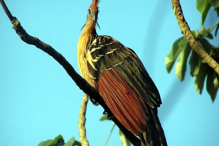 Ən qoxulu quş  nəyə bənzəyir və hansı unikal xüsusiyyəti alimləri çaşdırır?