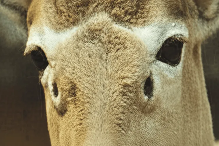 Dörd gözlü heyvanın  nəsli tükənir : Ondan cəmi bir neçə yüz ədəd var
