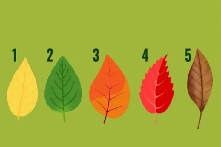 Hansı sahədə uğur qazanmaq üçün ən böyük şansınız  var: TEST