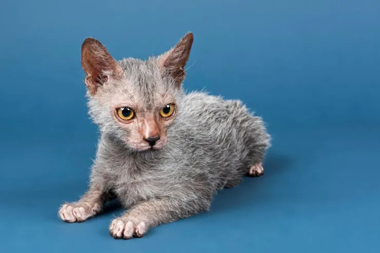 Ən nadir 5  pişik cinsi  - Çoxları onlar haqqında ilk dəfə eşidirlər