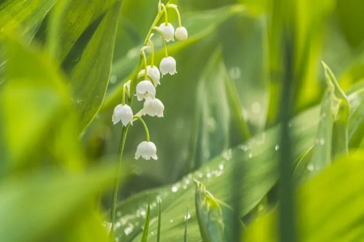 Şəxsiyyət TESTİ:  Mühafizəkarsınız, yoxsa macəraçı?  Bu ağ çiçəklər həqiqəti aşkarlayacaq