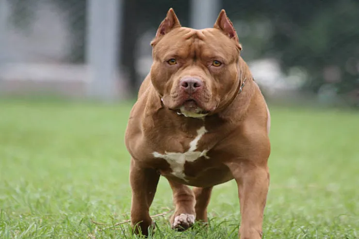70 yaşlı qadın itinə hücum edən pitbulu DİŞLƏDİ 