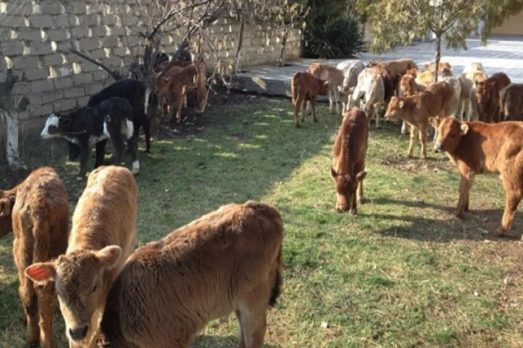Bakıda 17 minlik mal-qara  oğurlandı