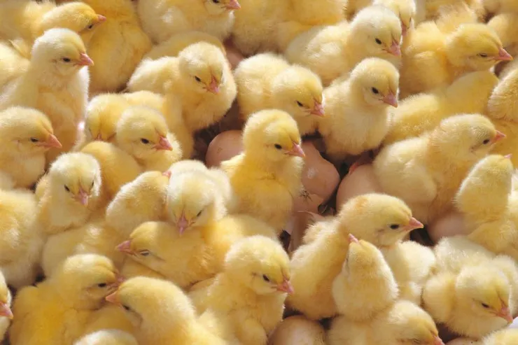 Yuxuda cücə  görmək nə deməkdir?