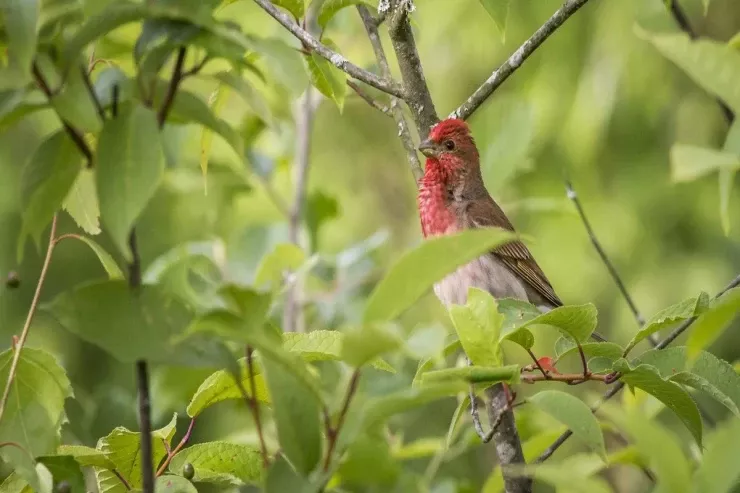 Quş və gəmiricilərdən bağınızı necə qorumaq olar? - Effektiv təbii üsullar 