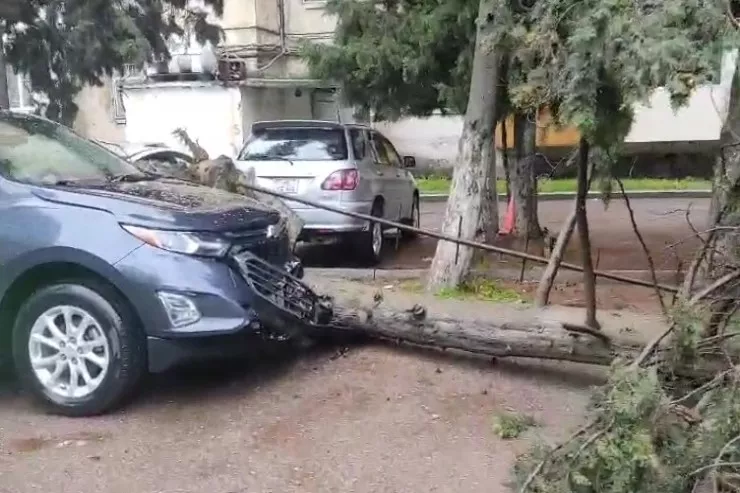 Bakıda irigövdəli ağacı külək aşırdı:  maşınlara ziyan dəydi - VİDEO 