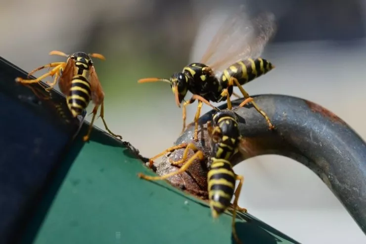 Dünyadakı ən ağrılı sancma  hansıdır? -  CAVAB 