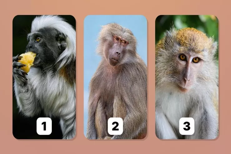 Hər şeyi bilirisiniz -  Hansı meymunu   seçəcəksiniz? Şəxsiyyət TESTİ 