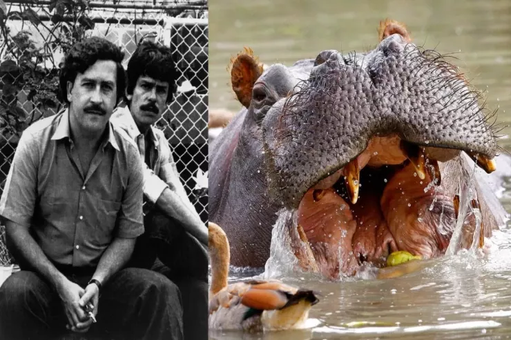 Eskobarın begemotları  öldürüləcək - Qərar təsdiqləndi